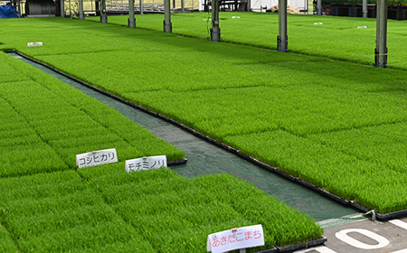 【予約】 令和6年産米 美濃加茂のお米定期便12回セット（5kg×12回） | ハツシモ 春見ライス 米 コメ M124S01