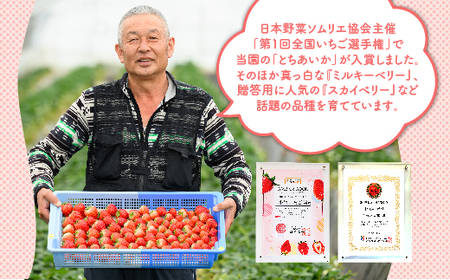 いちご ミルキーベリーセット 450g×1パック ※2027年1月～発送
