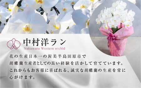 中村洋ラン  胡蝶蘭 大輪 3本立ち 白 ラッピング ／ お花 生花 室内装飾 愛知県 特産品 産地直送 田原市 渥美半島 大輪の胡蝶蘭 3本立ちの胡蝶蘭 ラッピング胡蝶蘭