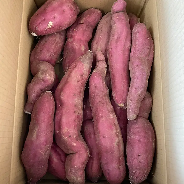 【2026年10月下旬発送開始】桜川産 さつまいも 紅はるか 5kg 茨城県 サツマイモ べにはるか 芋 甘い [SC029sa]