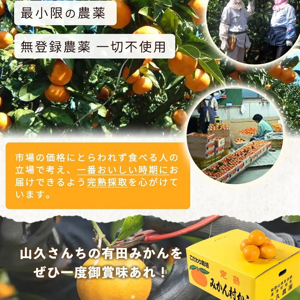 有田みかん 特撰秀 約7kg (Sサイズ)_ZP6108n