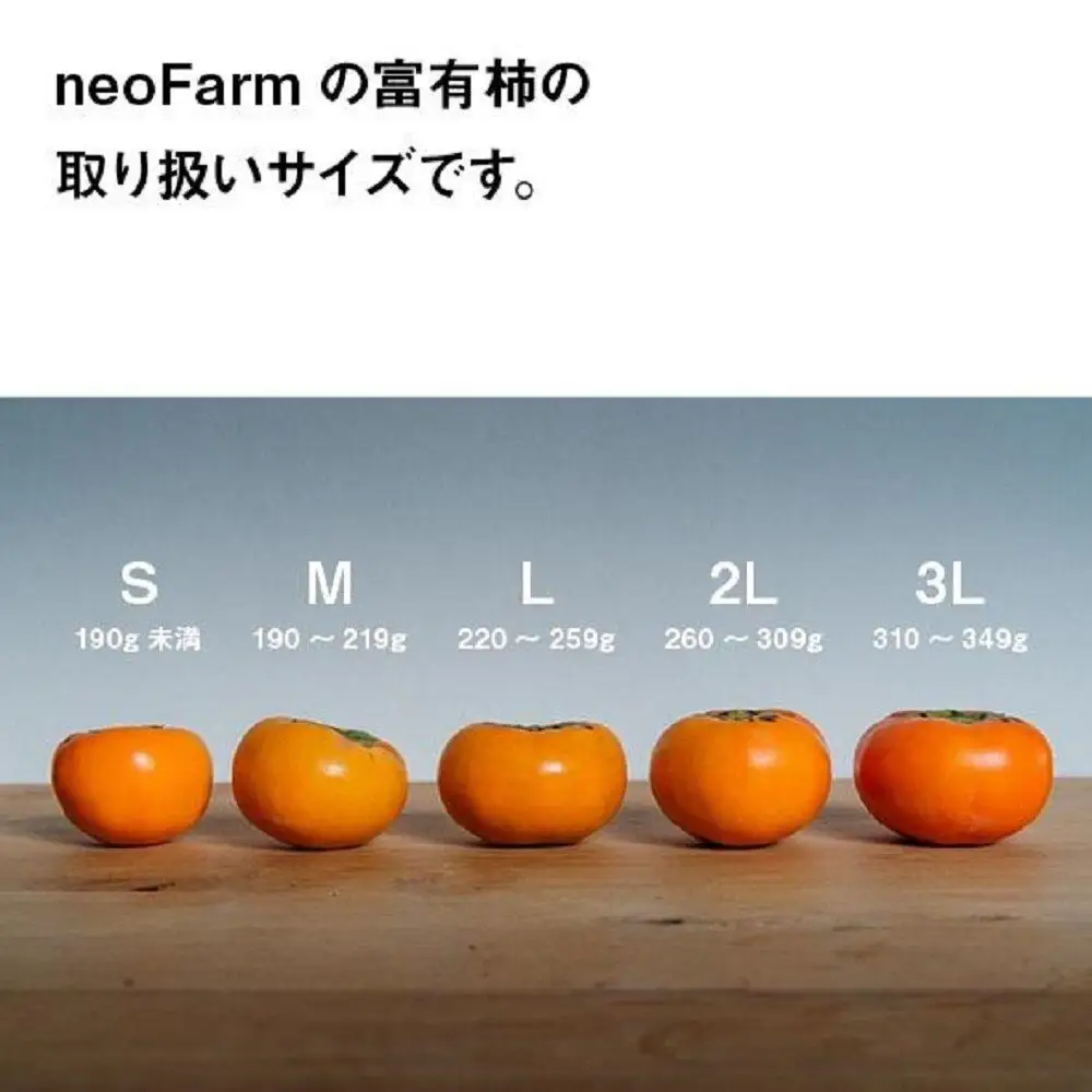 【特選品】岐阜県大野町産 富有柿 3L 10個入り【2026年11月下旬～発送】 富有柿