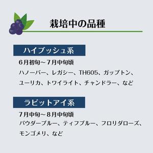 【時間無制限・食べ放題】ブルーベリー狩り入園チケットおとな２枚［ ブルーベリー狩り チケット 体験 入園チケット 時間無制限 食べ放題 おとな2枚 フルーツ狩り 観光 人気 おすすめ ギフト プレゼント 通販 送料無料 ふるさと納税 ］