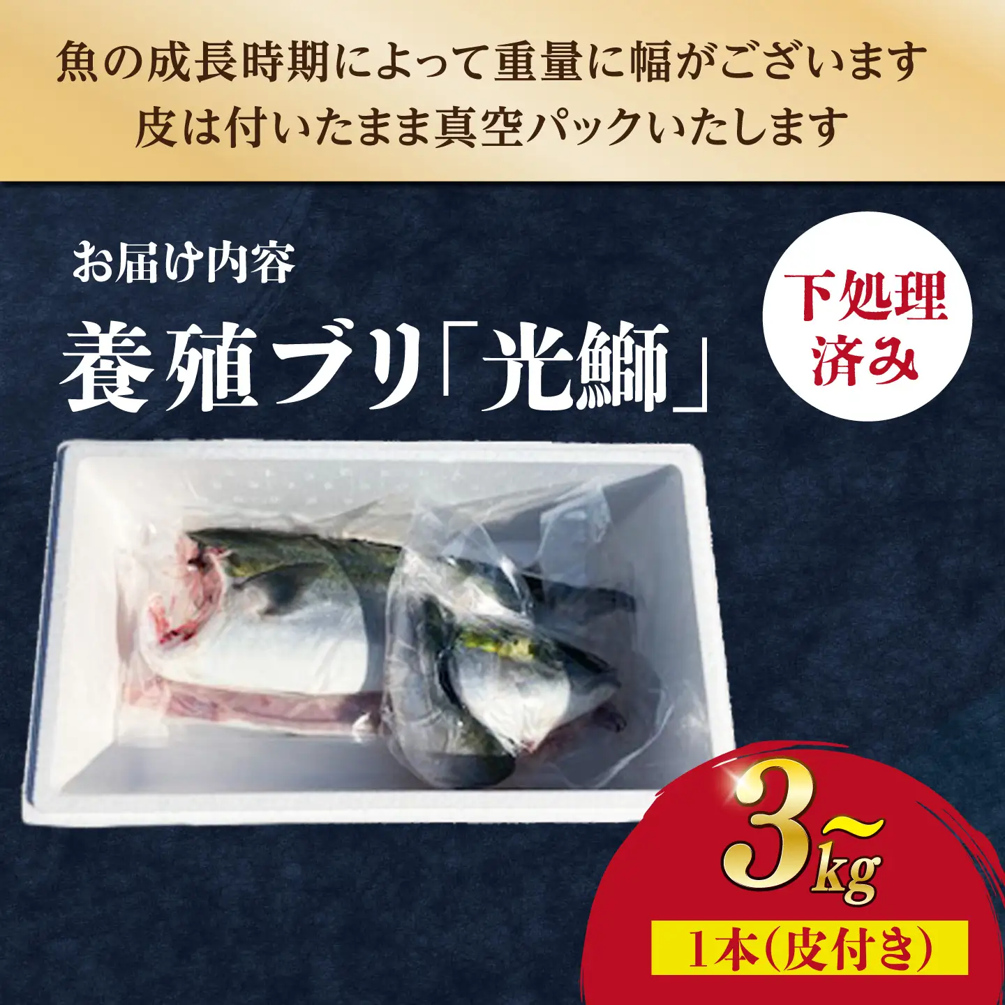 【復活】魚 養殖 ブリ「光鰤」1本 3kg? 刺身 ブリしゃぶ ＜小山水産＞ [CDZ006]