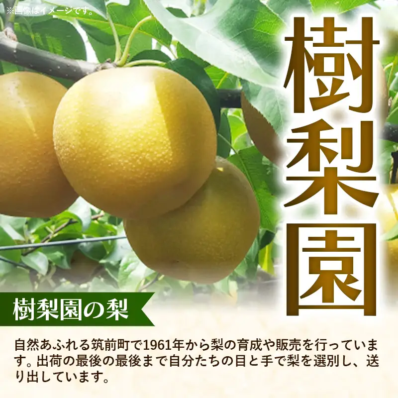 ＜品種おまかせ＞季節の梨 約5kg(10～16玉入り) 豊水 秋月 新興【梨 なし ナシ ほうすい あきづき しんこう フルーツ 果物 果実 旬 贈答 ギフト おすすめ 人気 おまかせ 福岡県 筑前町 送料無料 AK003】【価格改定X】