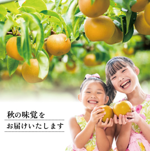 SB0932　刈屋梨　豊水　約5kg(12～18玉入)