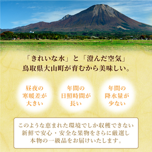 YN-06　和梨・洋梨　食べ比べ　定期便