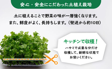 マイクロ野菜 4点セット〈 赤しそ 青しそ 三つ葉 春菊 〉【諏訪農林】[TDO002]
