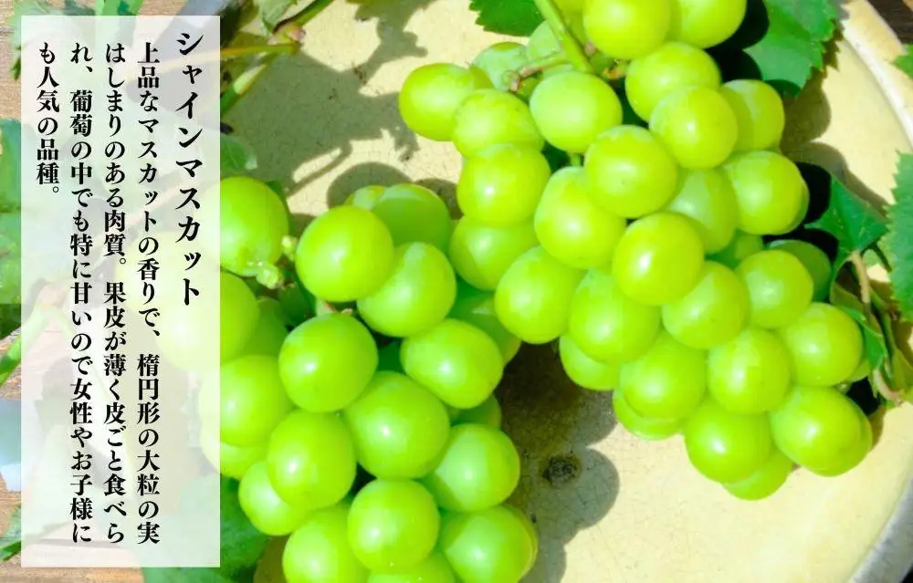 シャインマスカット 有田巨峰村 2kg ( 2房 ～ 6房 ) 和歌山県産  【みかんの会】