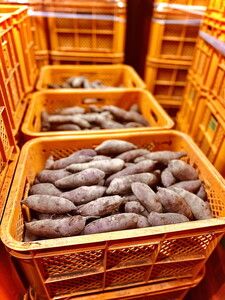 生芋　20kg　S～Lサイズ混合　2箱 いも長 ｜ さつまいも いも 生いも 紅はるか 国産 ※離島への配送不可 ※2025年12月下旬頃より順次発送予定