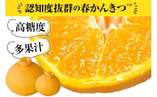  デコ不知火 約2.8kg サイズおまかせ / デコポン 不知火 みかん 蜜柑 柑橘 果物 フルーツ 紀伊国屋文左衛門本舗 ※2027年2月上旬～4月上旬頃順次発送予定(お届け日指定不可)　【kmtb010-r-2d8】