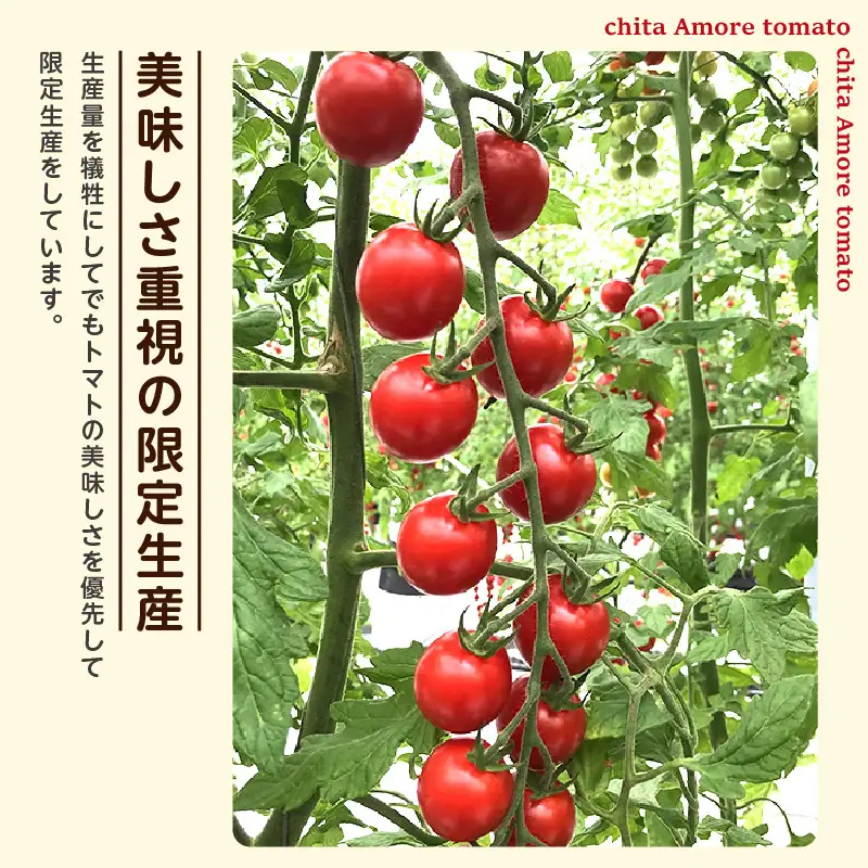 【先行予約】《11月中旬以降発送開始》有機栽培ミニトマト　知多アモーレトマト　約1kg｜トマト 知多市
