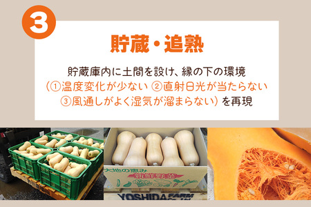 バターナッツかぼちゃ 20kg [数量限定／期間限定] 8月下旬より順次発送｜南瓜 カボチャ 産地直送 農家直送 野菜 甘楽町産 群馬県産 吉田農場 先行予約 [0215]