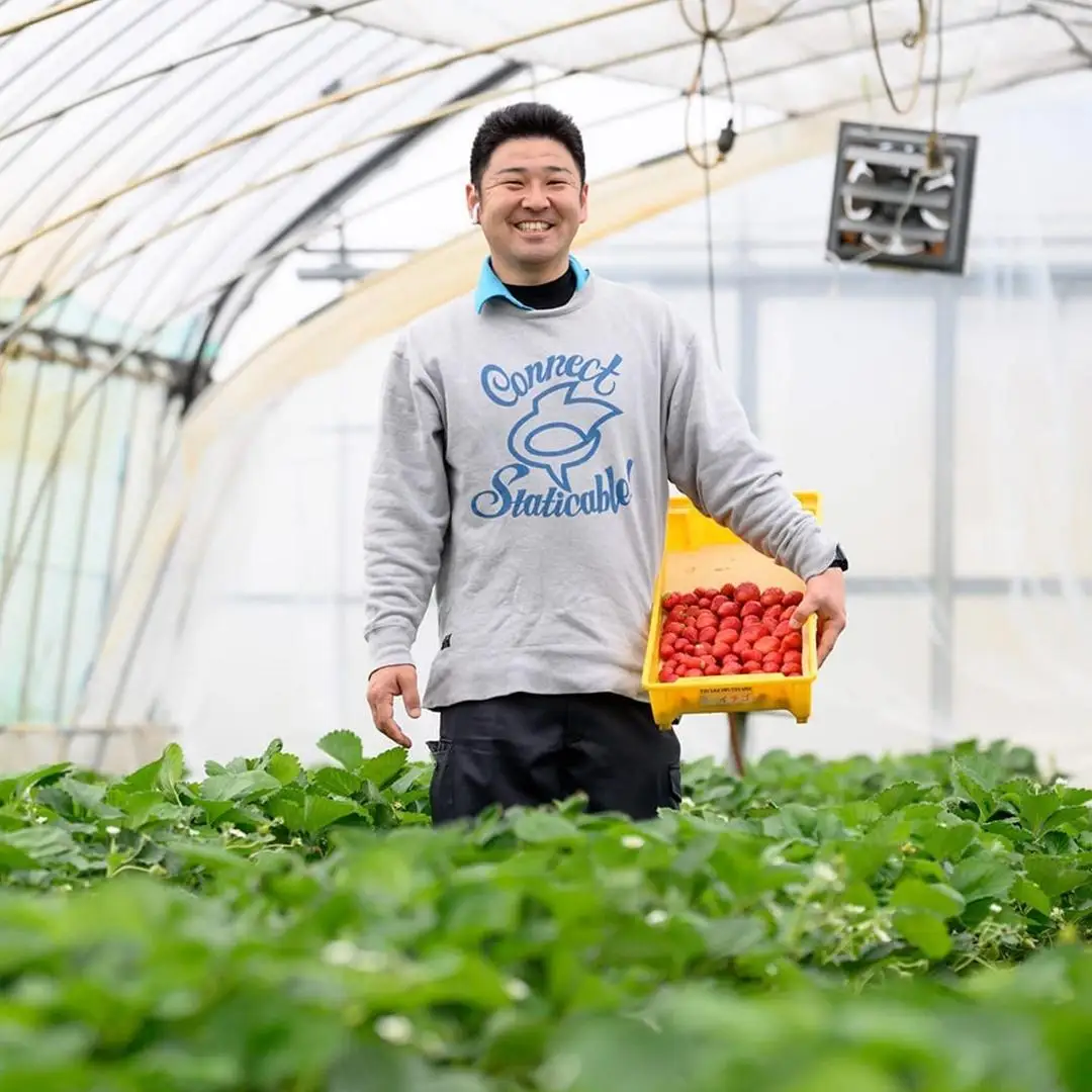 《 2027年 収穫分 》 朝摘み いばらキッス 約260g×4パック (茨城県共通返礼品 常陸太田市) 先行予約 檜山いちご園 国産 朝採り 朝採れ いちご イチゴ 苺 くだもの 果物 フルーツ 冬 春 旬 [DY001sa]