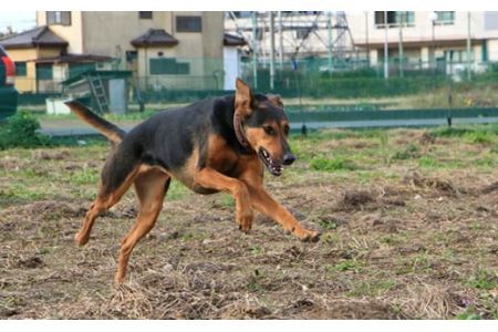 日本捜索救助犬協会の活動を応援！1万円 ｜犬 猫 被被災地支援