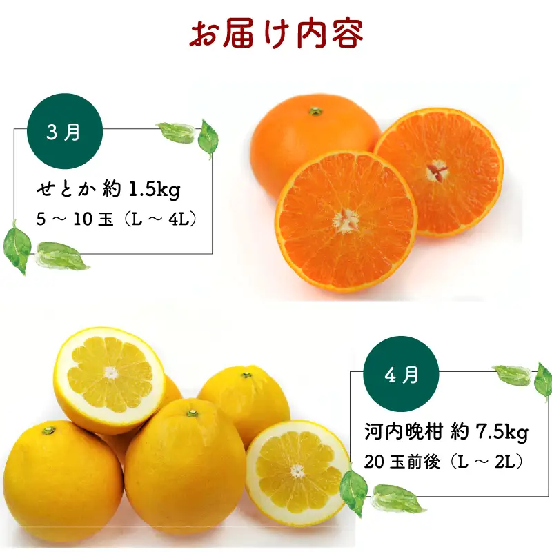【 みかん定期便】みかん柑橘定期便6回愛媛県観光物産協会|B130-113001