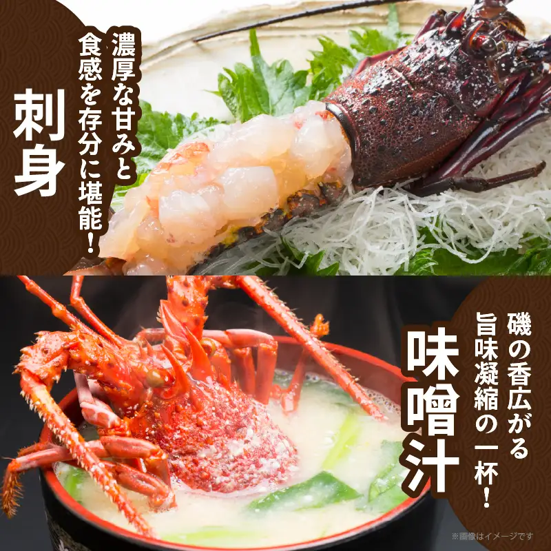 先行予約≪数量限定≫伊勢海老(計2kg) えび 魚介 海鮮 国産_T013-0025