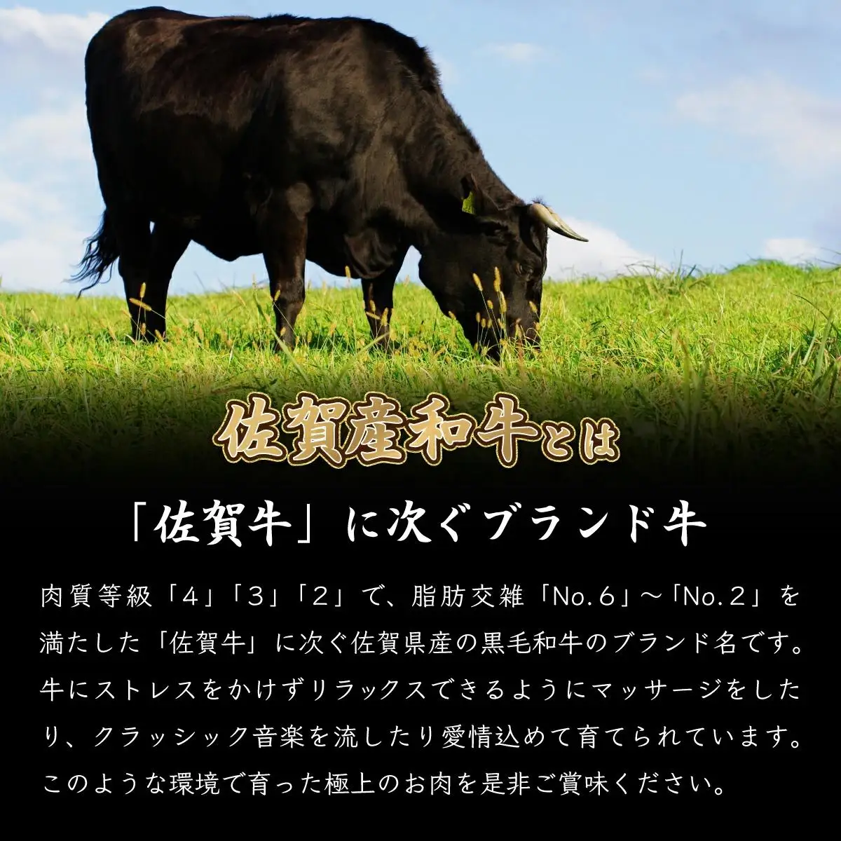 500g【佐賀産和牛】特選カルビ焼肉用　B-1013