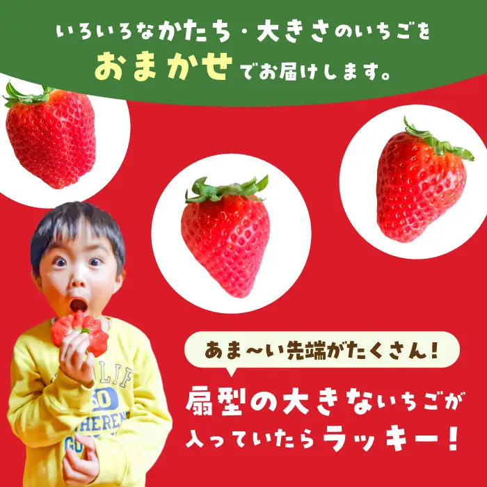 【1月から3月発送】【3回定期便】いちごさん 約800g（約200g×4P）いちご イチゴ 苺[FDF002]