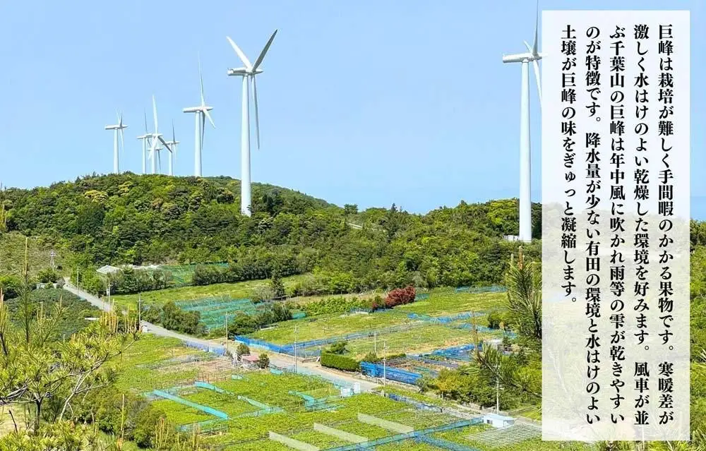 ぶどう 巨峰 種あり 3kg 5～9房 和歌山県産 クール便対応 【みかんの会】