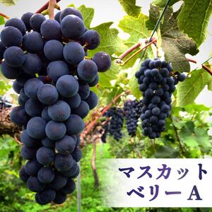 ワイン cuvee RYUO 2022 キュベリュウオウ 1本 750ml 【ワイン】