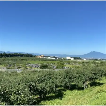 SevenApple木村農園から直送　樹上完熟さんふじ3kg_果物・フルーツ りんご  リンゴ 林檎_【1313967】