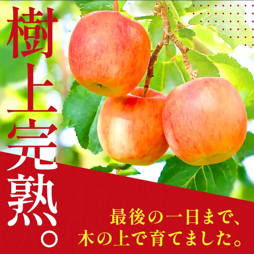 りんご 完熟 ふじ 3kg 箱｜【11月下旬より順次お届け】リンゴ 林檎 フルーツ 果物 栃木県矢板市産