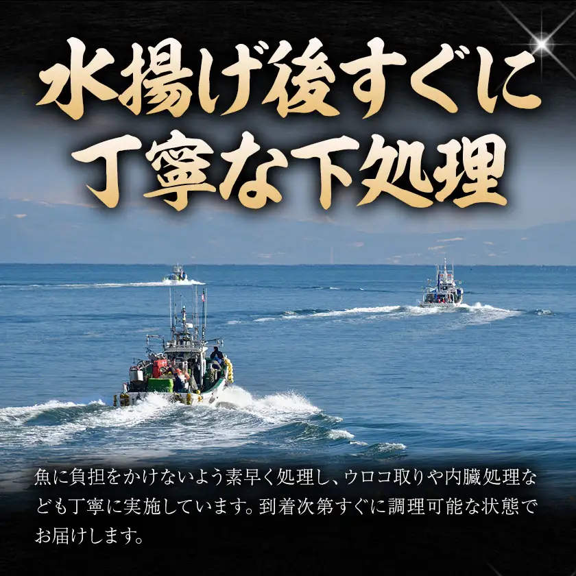 海鮮 海鮮詰め合わせ セット A おまかせ 3～4種 下処理済み 石崎水産