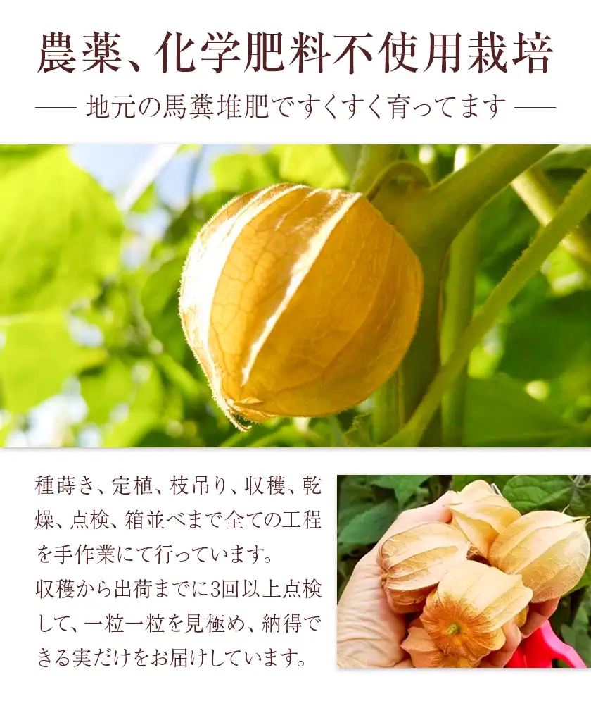 【先行予約】フルーツ ほおずき 太陽の子 約500g ホオズキ 北海道