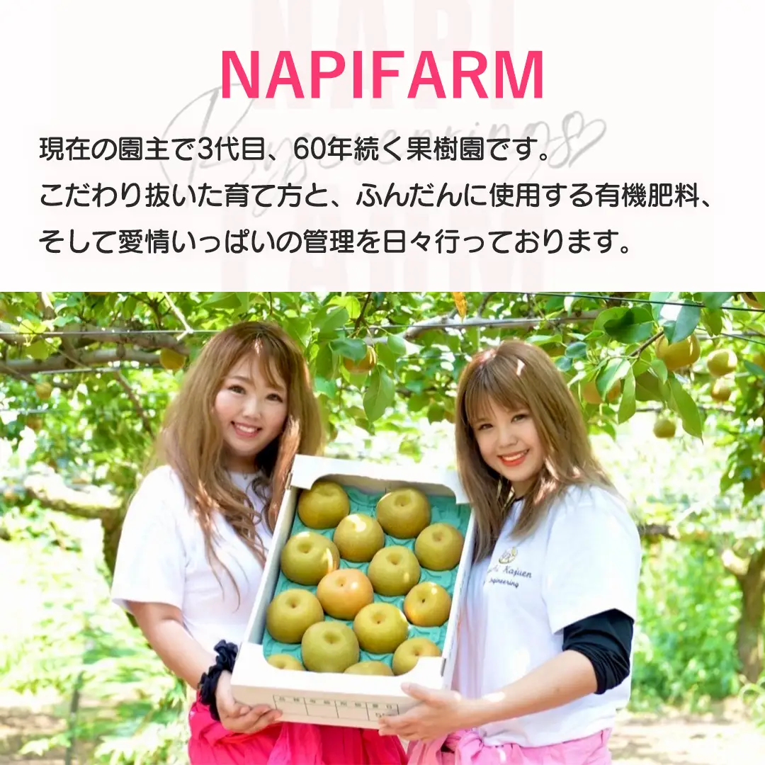 【 先行予約 】 品種おまかせ 採れたて 完熟天使の 甘梨 約 3kg （ 茨城県共通返礼品： かすみがうら市 ） 【 2026年8月中旬頃発送 】 