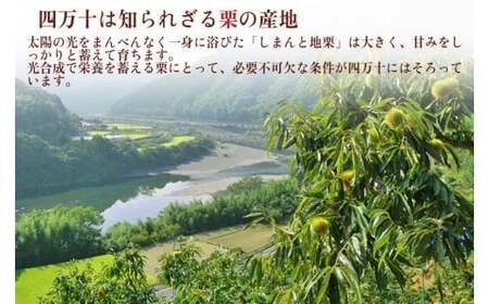 【新栗予約／2026年11月上旬以降順次発送】とろける1mm極細モンブラン「しまんとプルミエモンブラン(3個)」 Qdr-A211 ／白砂糖不使用 添加物不使用 しまんと地栗 国産栗 和栗 きび糖 栗スイーツ 手土産 贈りもの ギフト お取り寄せ 高知 四万十 四万十ドラマ 和菓子 栗菓子 熨斗 御祝 御年賀 御歳暮 御中元