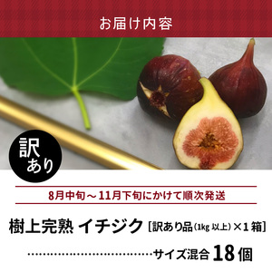 SDGs米糠循環農法で育てた樹上完熟イチジク　訳あり品1キロ以上（サイズ混合18個）【産地直送2026年8月より順次出荷】_イチジク 訳あり品 1キロ 以上 サイズ 混合 18個 SDGs 米糠循環農法 樹上完熟 露地栽培 桝井ドーフィン ドライフルーツ ジャム スムージー 福岡県 久留米市 酒見農産 お取り寄せグルメ お取り寄せ 送料無料 産地直送  〔Gv042〕