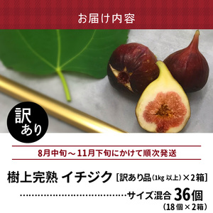 SDGs米糠循環農法で育てた樹上完熟イチジク　訳あり品1キロ以上（サイズ混合18個）×2箱【産地直送2026年8月より順次出荷】_イチジク 訳あり品 1キロ 以上 サイズ 混合 18個 × 2箱 SDGs 米糠循環農法 樹上完熟 露地栽培 桝井ドーフィン ドライフルーツ ジャム スムージー 福岡県 久留米市 酒見農産 お取り寄せグルメ お取り寄せ 送料無料 産地直送  〔Gv043〕