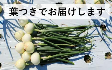新たまねぎ3kg 野菜 サラダ 玉ねぎ たまねぎ スープ カレー たまねぎ 国産 オニオン お取り寄せ 常温 送料無料 青果市場 愛媛県 愛南町 発送:11月上旬?