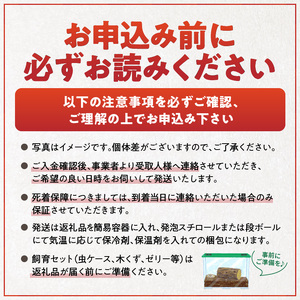 【国産オオクワガタ】オス（75mm～79mm）・メス（サイズフリー） 1ペア_【国産オオクワガタ】 オス（75mm～79mm）・メス（サイズフリー）1ペア 生体 2025年 6 ～ 7月 孵化 新成虫 簡易容器 発泡スチロール 段ボール 保冷剤 保温剤 梱包 福岡県 久留米市 かぶとむし養殖工房ダイナステスPlus 送料無料 〔Pb005〕