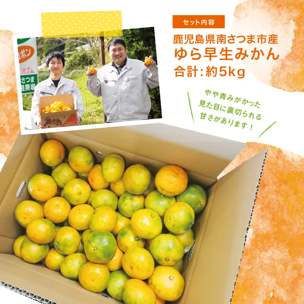 【先行受付：9月発送開始】鹿児島県産 ゆら早生みかん 約5kg ≪ 期間限定 ≫ 先行予約 柑橘 くだもの フルーツ 果実 みかん ミカン 蜜柑 温州みかん 極早生 わせみかん 甘味 ジューシー 鹿児島県南さつま市産 国産 国内産 JA南さつま