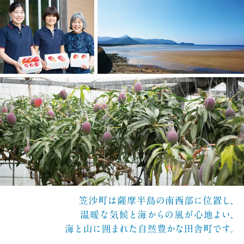 【7月中旬出荷開始】鹿児島県産 完熟アップルマンゴー 約1kg（2～3玉）贈答品用 ギフト 果物 フルーツ 国産 鹿児島県南さつま市産 有限会社秀美園