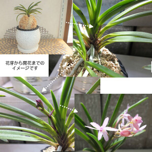 D055 【日本の蘭】富貴蘭　風蘭　白丸陶器鉢