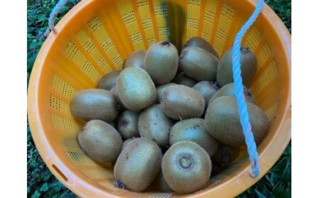 【予約受付】湯の花 キウイフルーツ 2kg（20玉前後）【 キウイ 果物 くだもの】