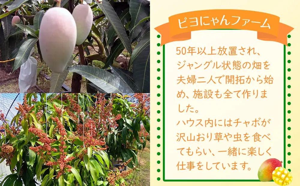 幻のマンゴー［玉文］約1kg 和歌山市［2026年8月下旬頃から発送］