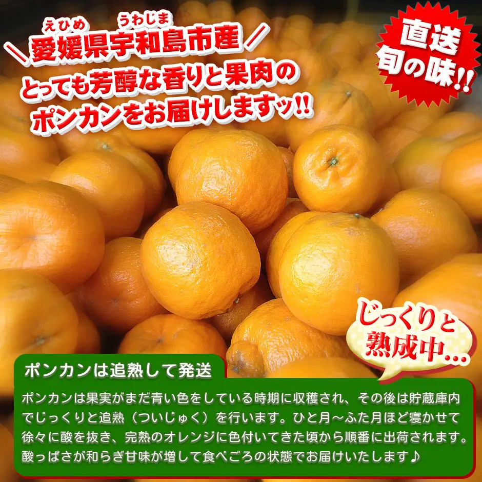 訳あり ポンカン 8kg 先行予約 中井屋 愛媛みかん 愛媛みかん B010-173003