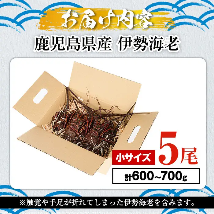 期間・数量限定！鹿児島県産 伊勢海老(5尾・計600g～700g) 国産 鹿児島県産 海老 えび エビ 伊勢海老 味噌汁 小サイズ 刺身 海鮮 海の幸 海産物【福美丸水産】akn033-21