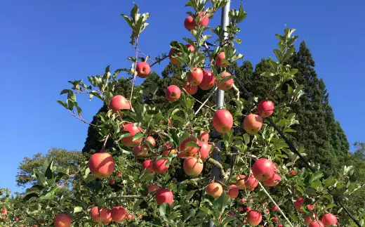 数量限定・期間限定 R8年産秋田限定りんご「秋田紅あかり」(3kg) 85P009007-03-oi3【陽気な母さんの店 】