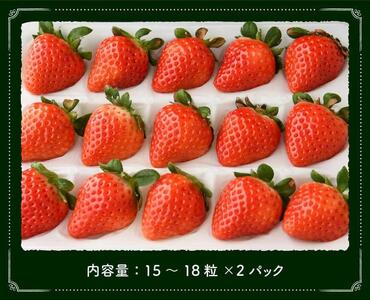 【令和9年発送】さがほのか（L~2L）15~18粒入×2パック 【 国産 イチゴ 苺 くだもの 果物 期間限定 数量限定 】