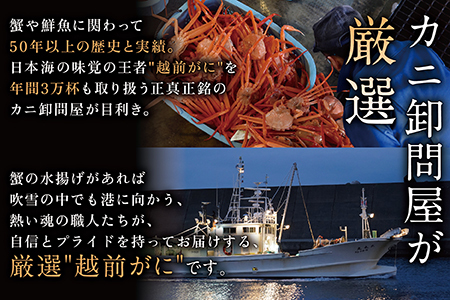 越前がに(オス)特大サイズ訳あり　1kg以上× 1杯　越前ガニ　冷蔵