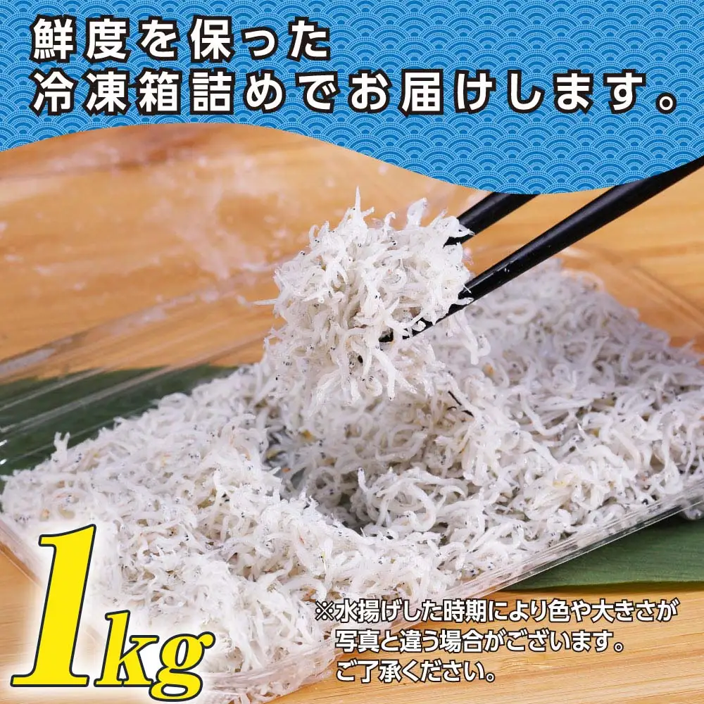 訳あり 釜揚げしらす 1kg 高知県 【しらす】
