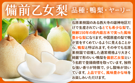 【先行予約】梨 なし 乙女梨 6～9玉 4kg 以上 石原果樹園　フルーツ 果物 新鮮 《11月中旬-12月下旬頃より発送予定》岡山県 浅口市 果物 フルーツ 梨 鴨梨 備前乙女梨 ヤーリー