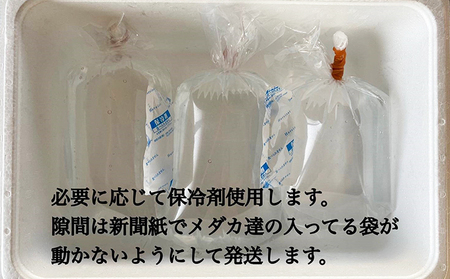 菊まるめだかの【ラメラメめだか３種セット】計15匹 生き物 生体 魚 観賞魚 アクアリウム サファイア サボテン サボラメ スズラン スーパーラメ 改 天界 若魚 