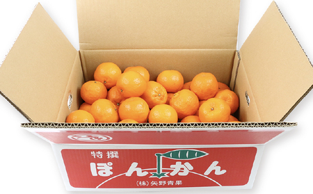 準 贈答用 ポンカン 5kg 矢野青果 ポンカン B012-171007