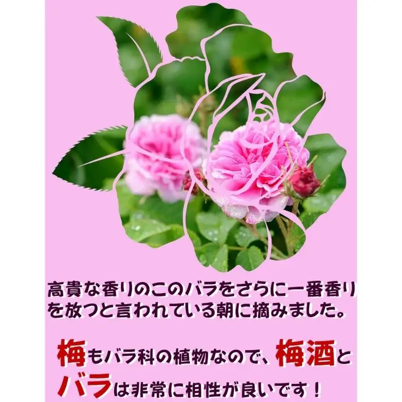 薔薇梅酒　720ml 1本　azmn003A【azmn003A】